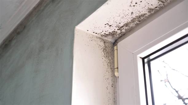 Best Attic Mold Remediation in Germantown, MD