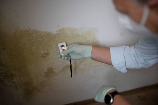 Best Emergency Mold Remediation in Germantown, MD