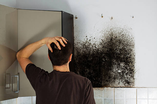 Best Black Mold Remediation in Germantown, MD